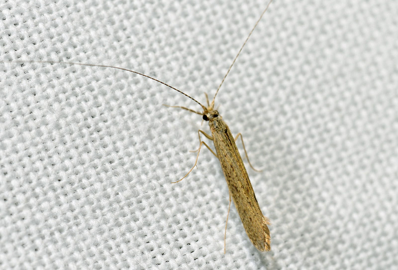 Leptoceridae sp. di Nonantola (MO)